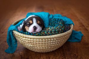 beagle-puppy-red-deer-alberta-dog-photographer