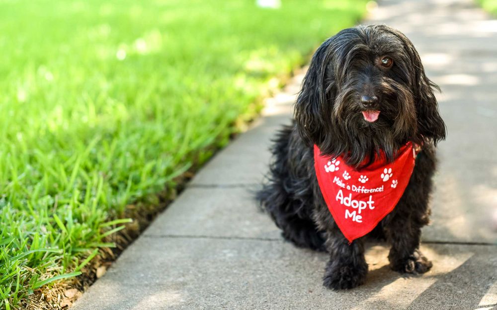Small black dog wearing red bandana sitting on sidewalk next to green grass.