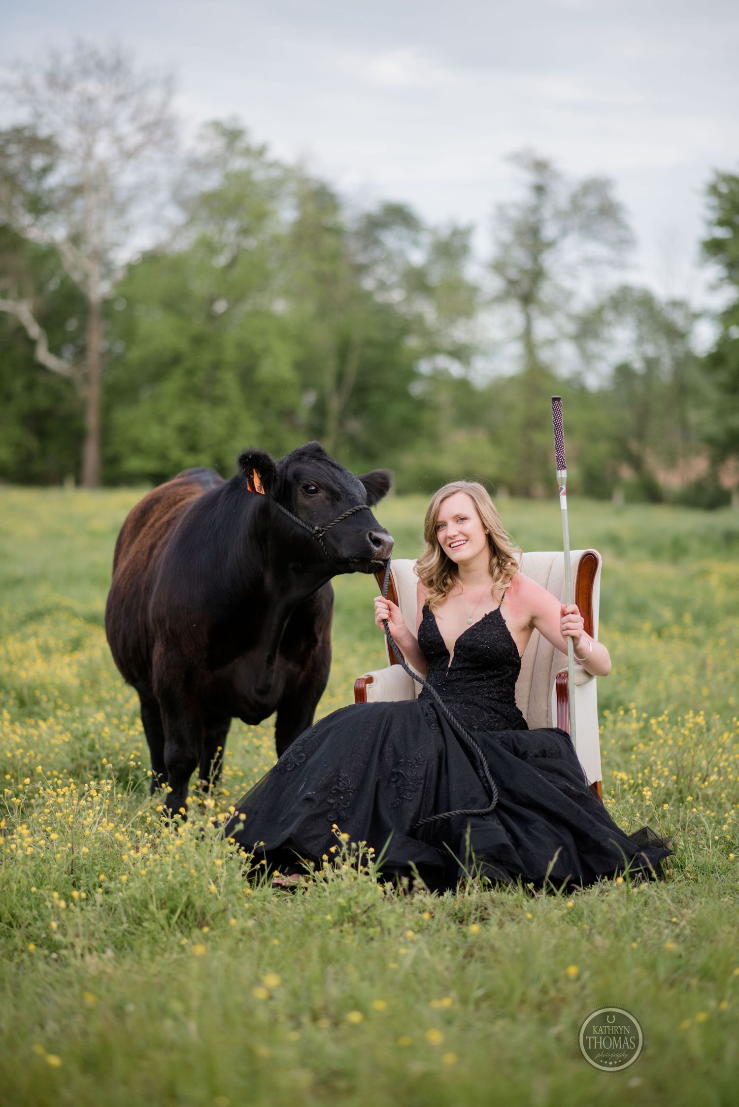 Glamorous outdoor portrait with show cow and woman in formal dress seated in vintage chair.