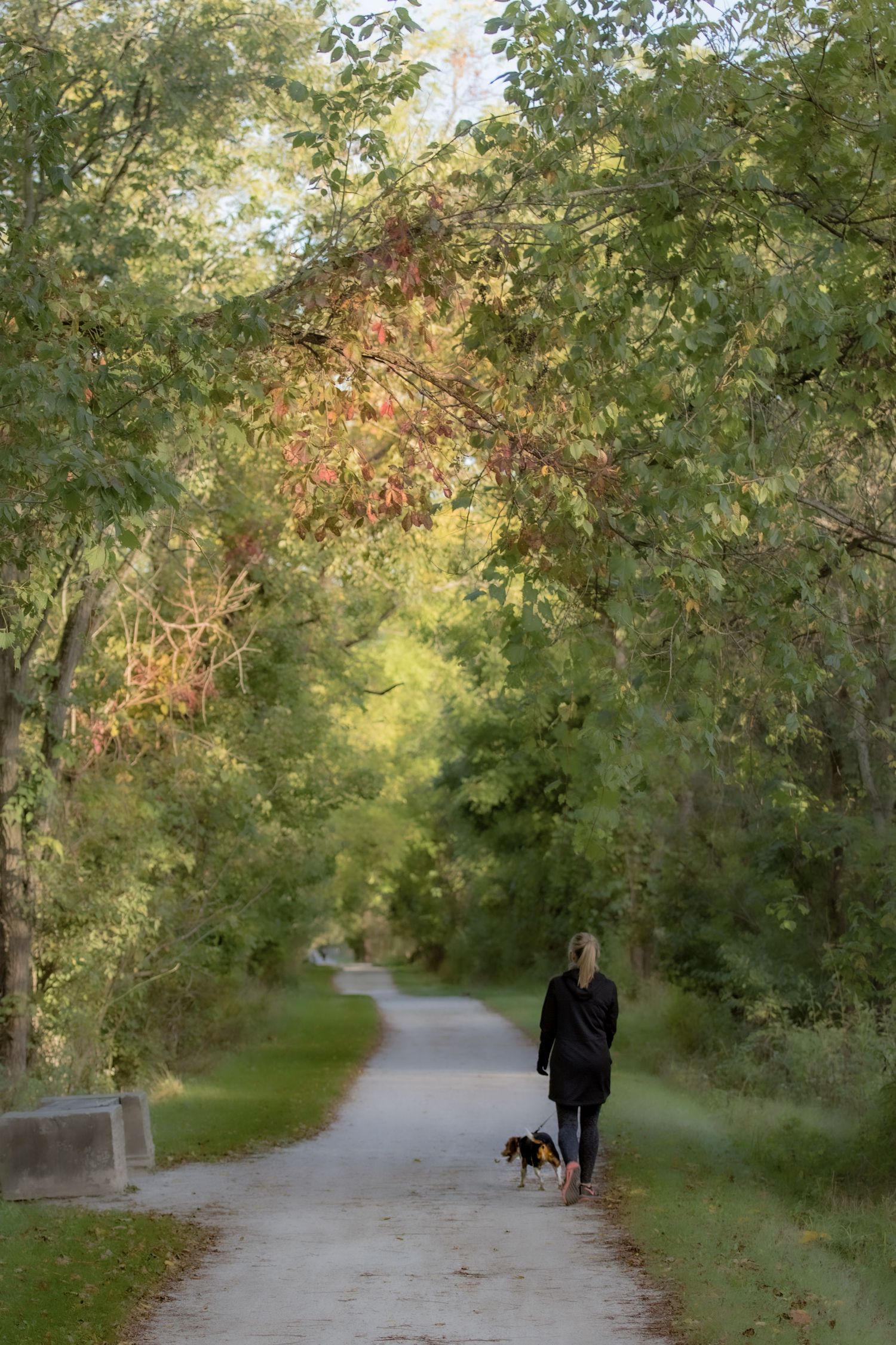 Fall Picture of a woman walking a beagle dog along the Tow Path trail, Cuyahoga Valley Ohio National Park