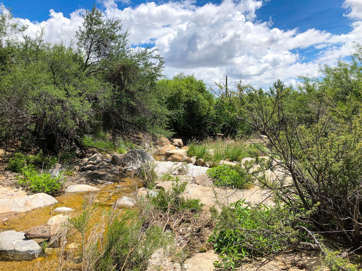 Vantana Canyon Trailhead, if looking for a natural setting for lifestyle family photos this is a perfect locatio