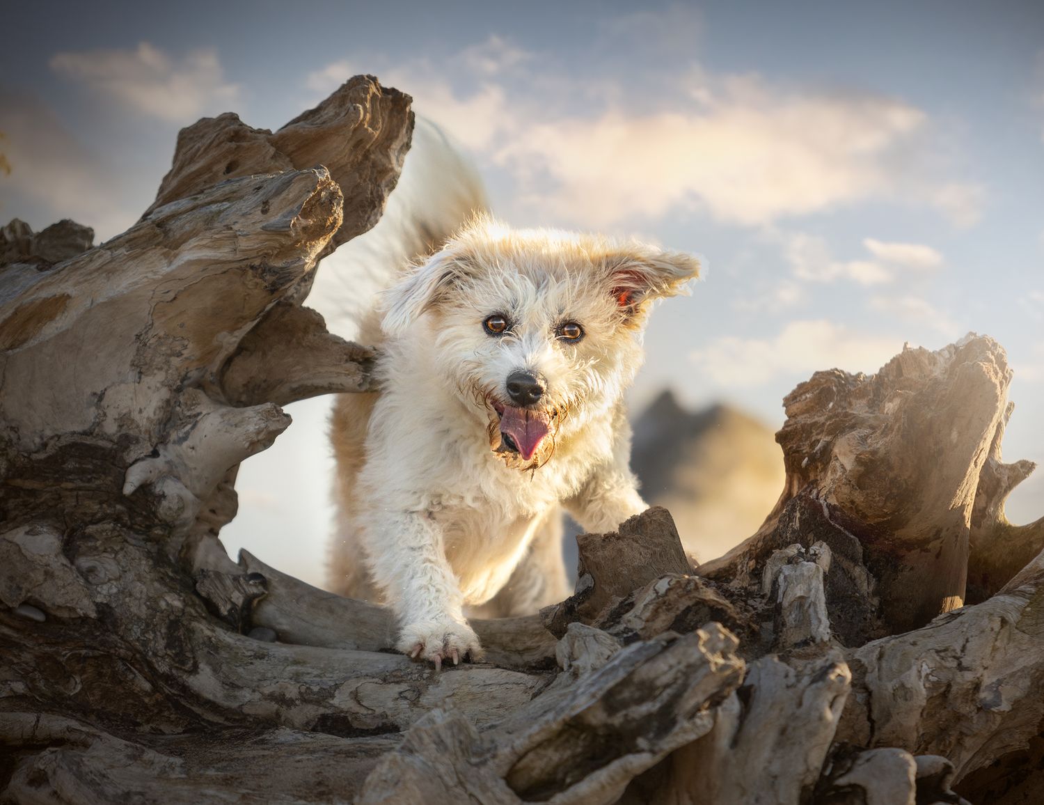 north wales pet photographer, beach dog,