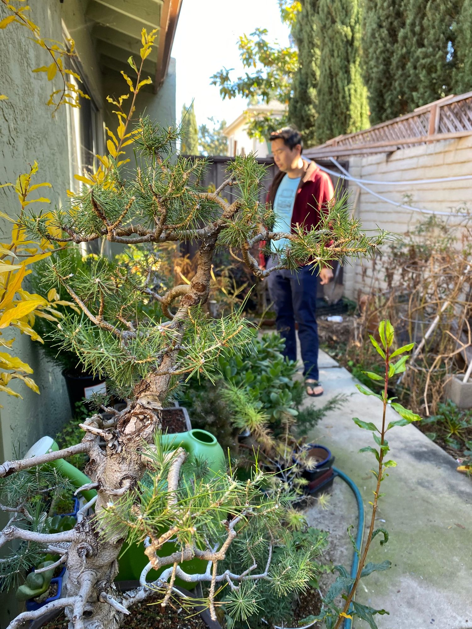 A gardener tends to plants growing along a narrow path beside a house, with a green watering can visible in the foreground.