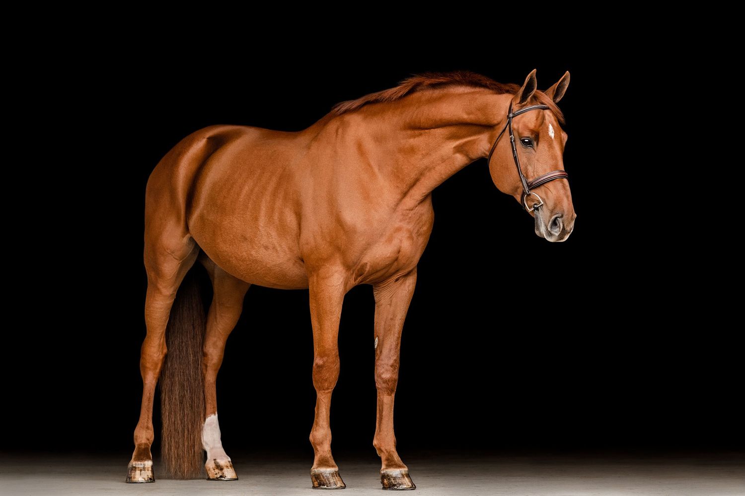 The Horses of Duffy-Housel Group Inc. | Black Background Portraits