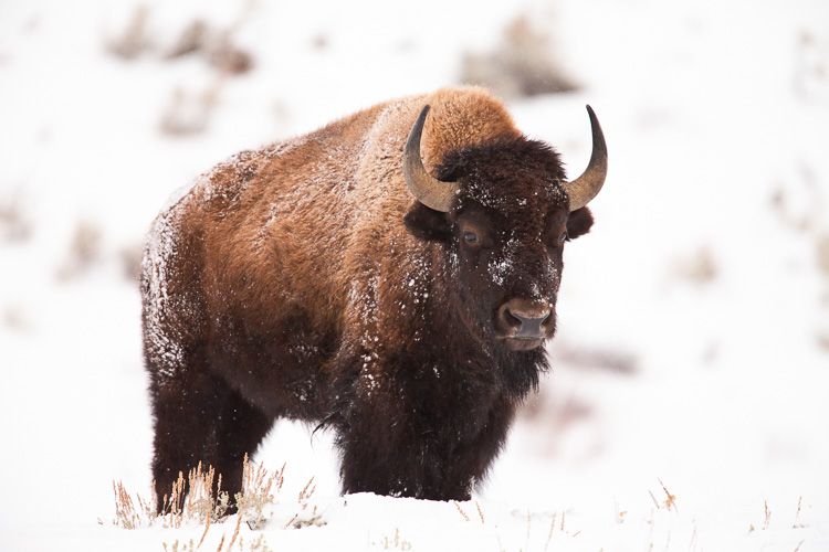 Bison standing in snow in Yellowstone National Park in winter