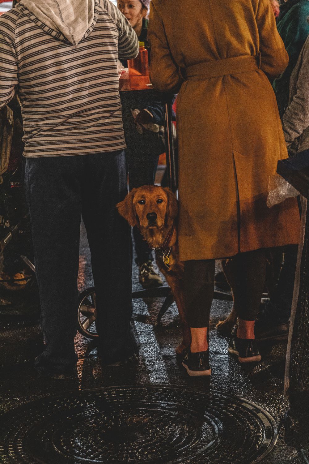 dog at the oceanside sunset market in oceanside, ca