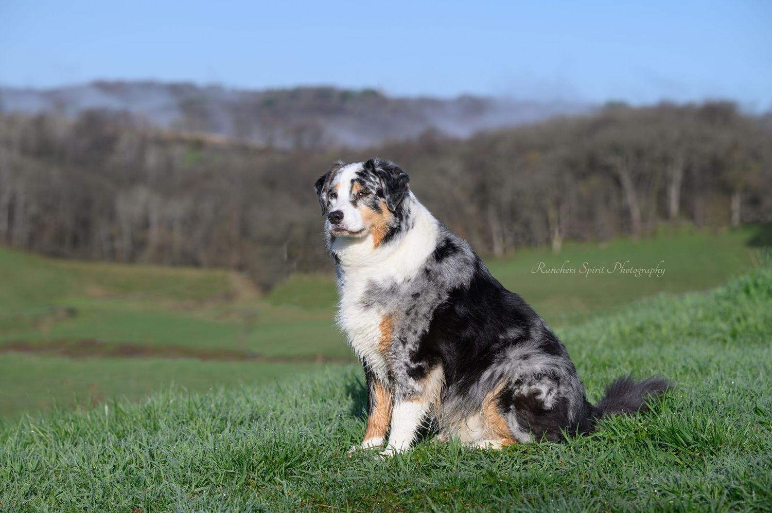 Dog looking over valley