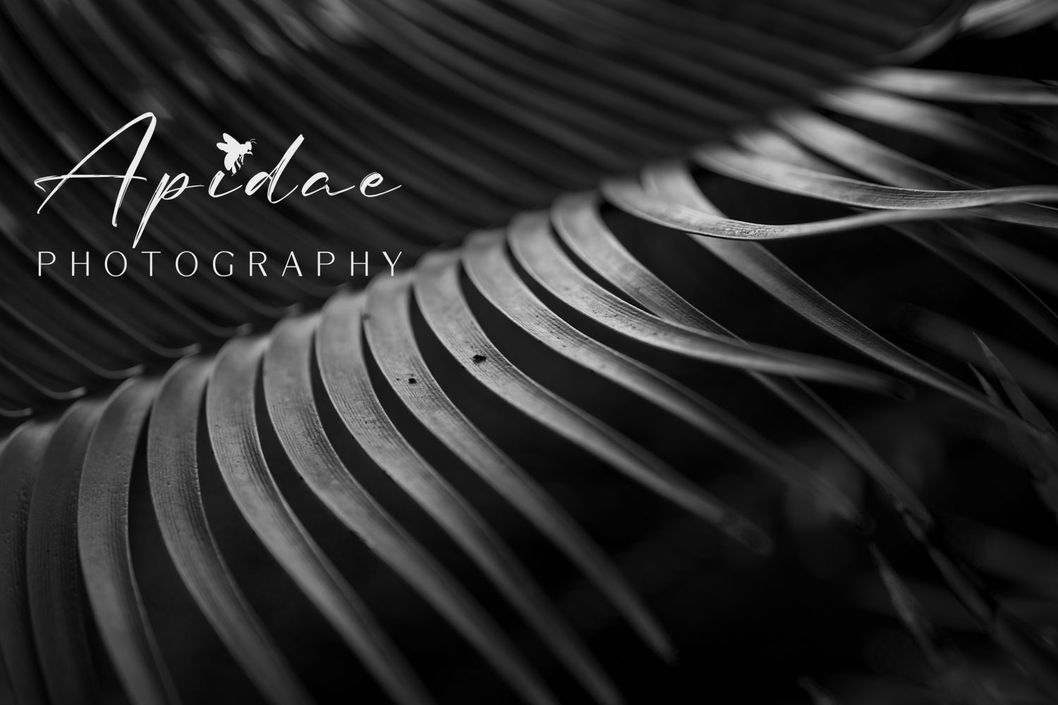 Apidae Photography Melbourne Western Suburbs