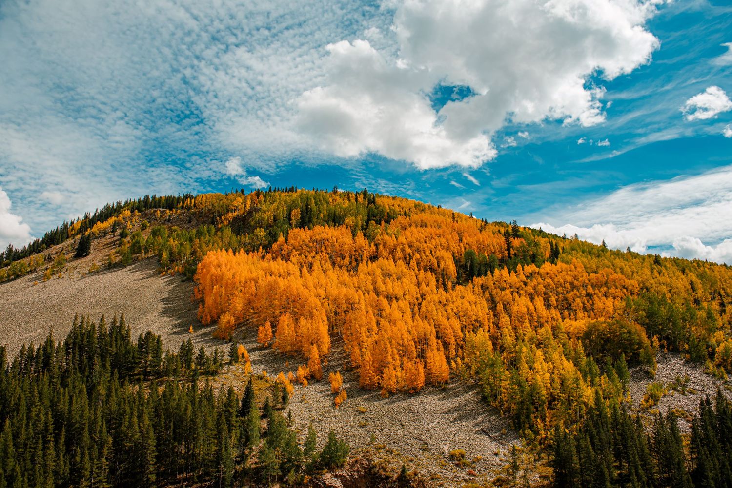 Panoramic view of Colorado mountains with vibrant yellow aspen groves in autumn.