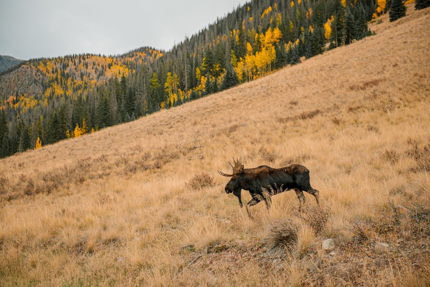 Moose traverses a brown hillside among patches of golden aspen trees in mountain terrain.