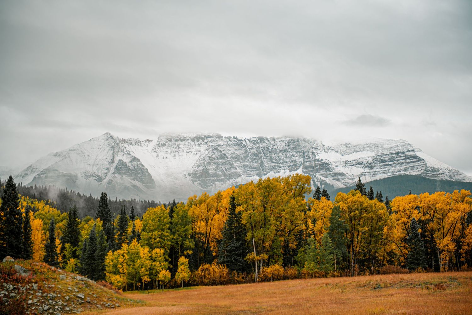 Snow-capped mountain peaks rise above golden aspen forest in cloudy autumn weather.