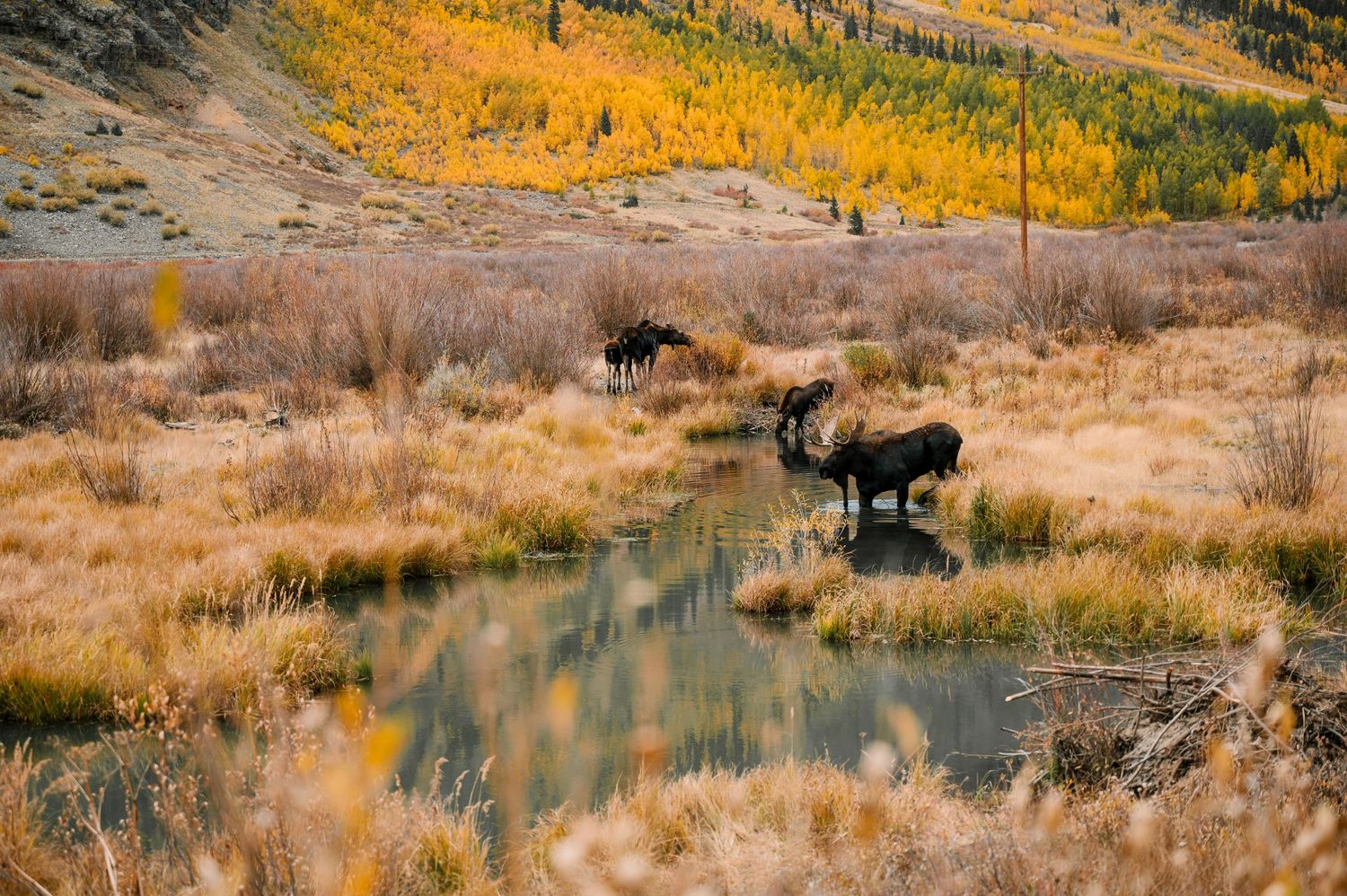 Two moose drinking from a reflective stream surrounded by golden autumn foliage in mountain terrain.