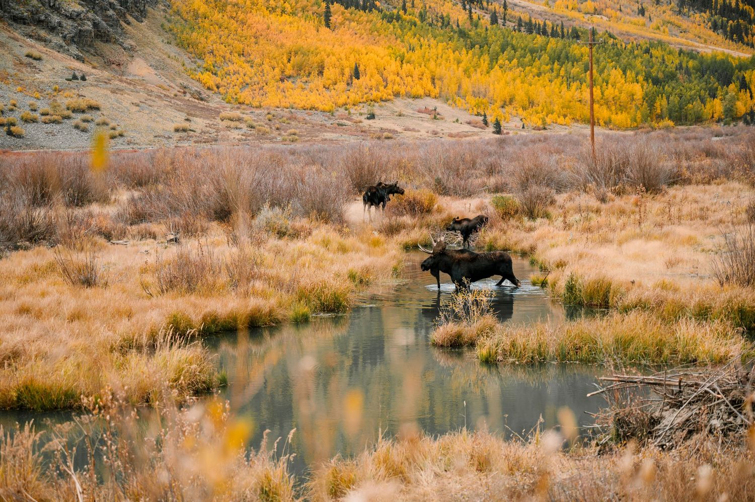 Moose wading in a calm mountain stream with fall colors reflecting in the water.