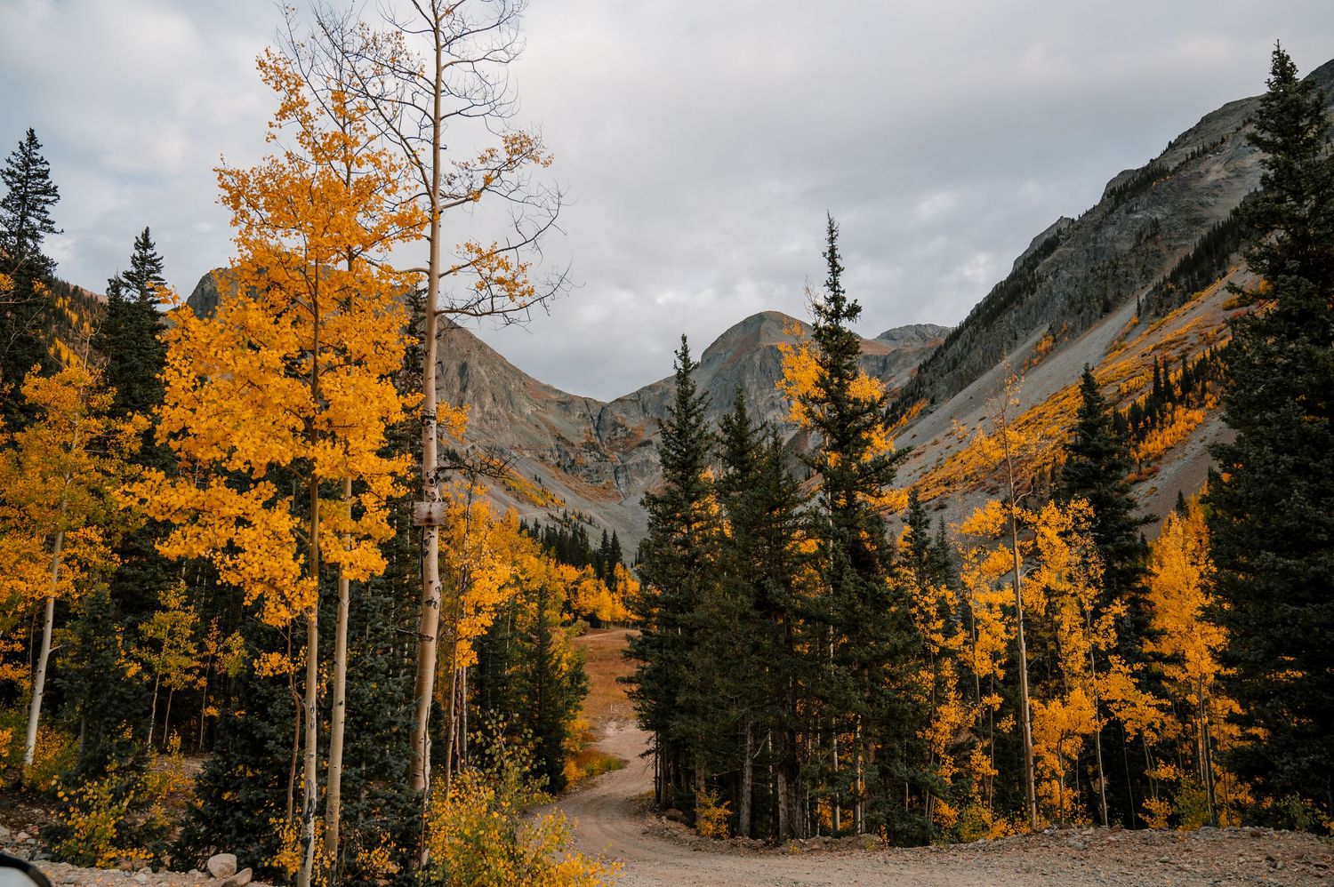 Mountain path winding through vibrant yellow aspen trees with dramatic peaks in background.