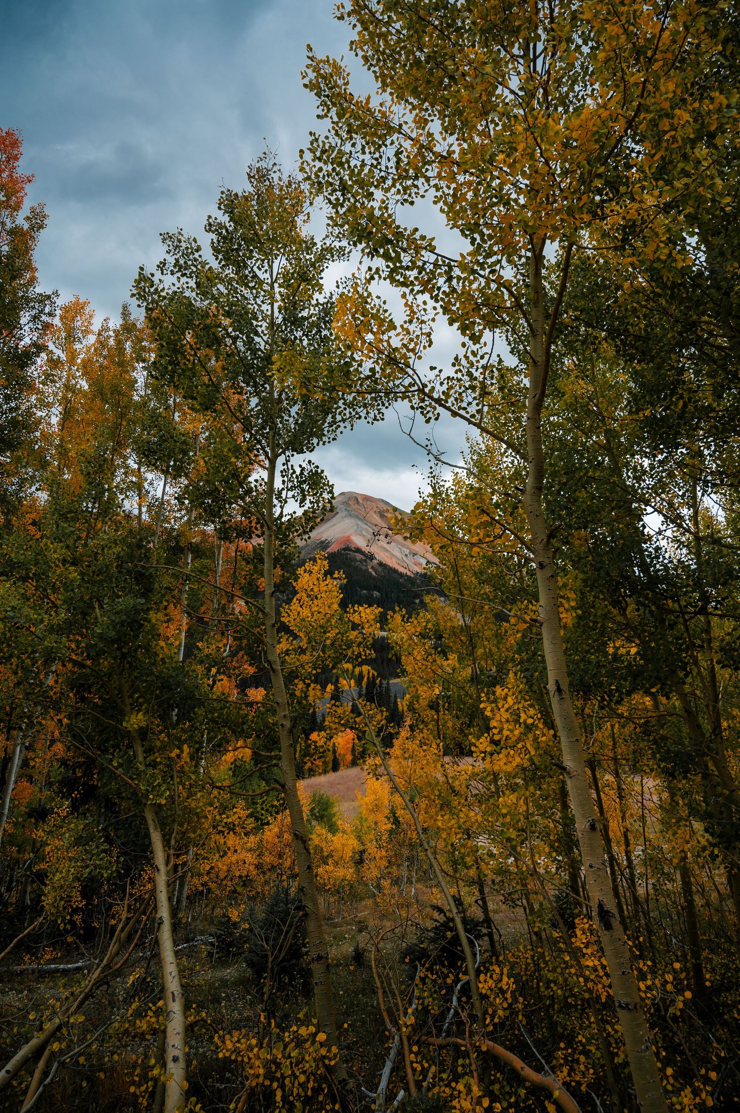 Golden aspen trees against a moody blue sky with mountain peaks in the background during fall.