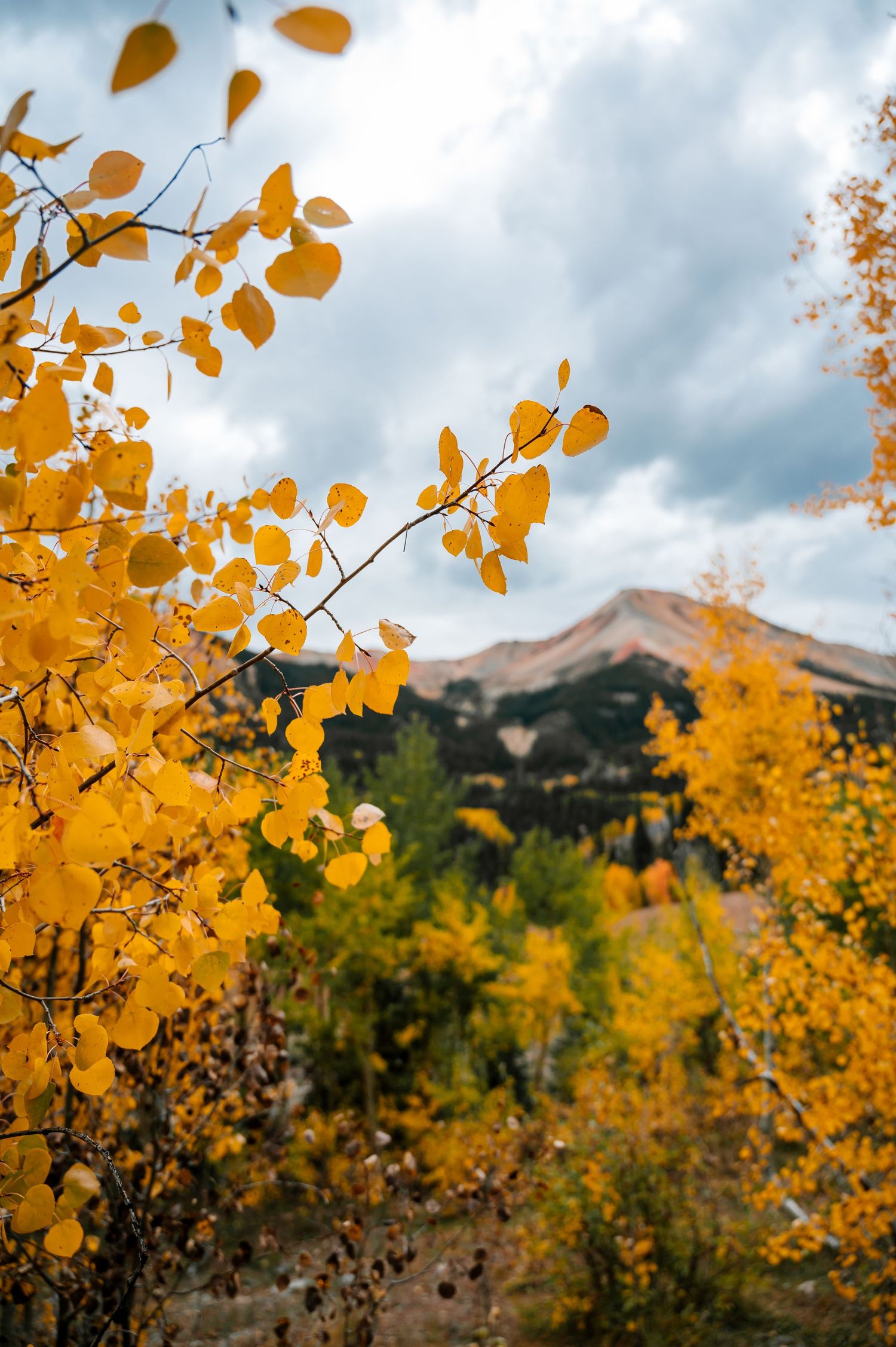 Bright yellow aspen leaves frame mountain peaks against moody autumn skies.