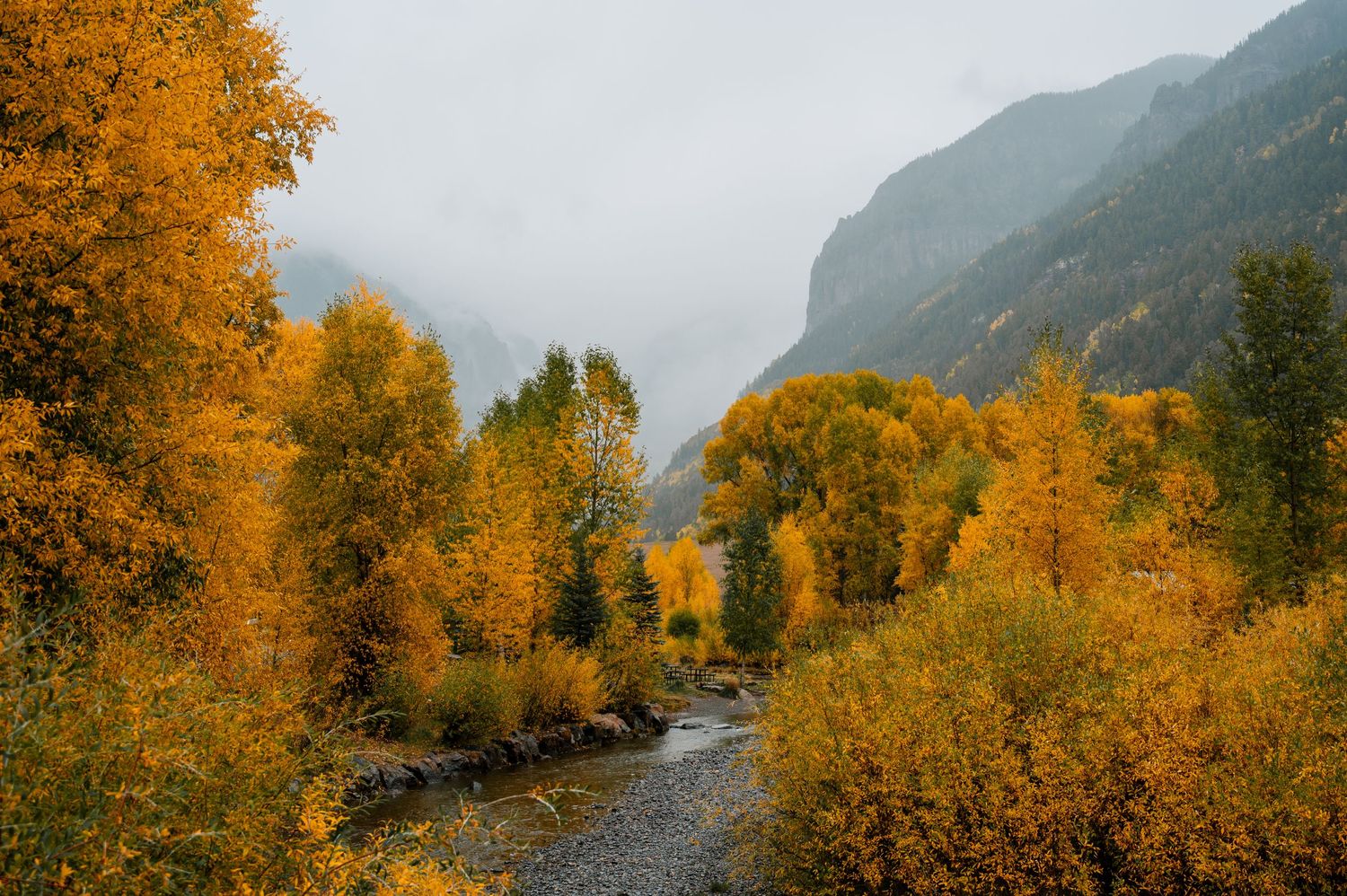 Mountain trail lined with vibrant yellow aspen trees during peak fall colors.
