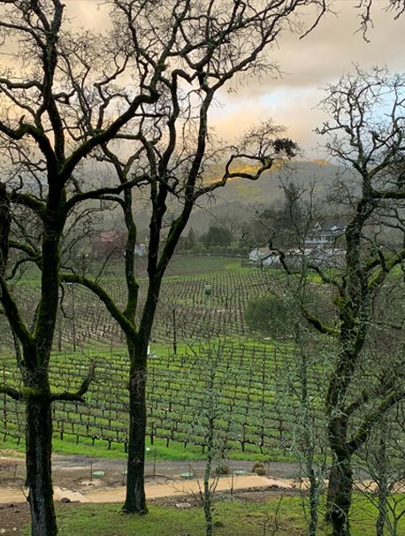 trinchero-winery-napa-california-lifestyle-chicago-food-photographer-northwest-indiana-restaurant-photography