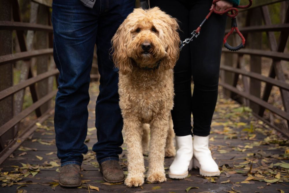 A dog poses with his humans on a bridge.