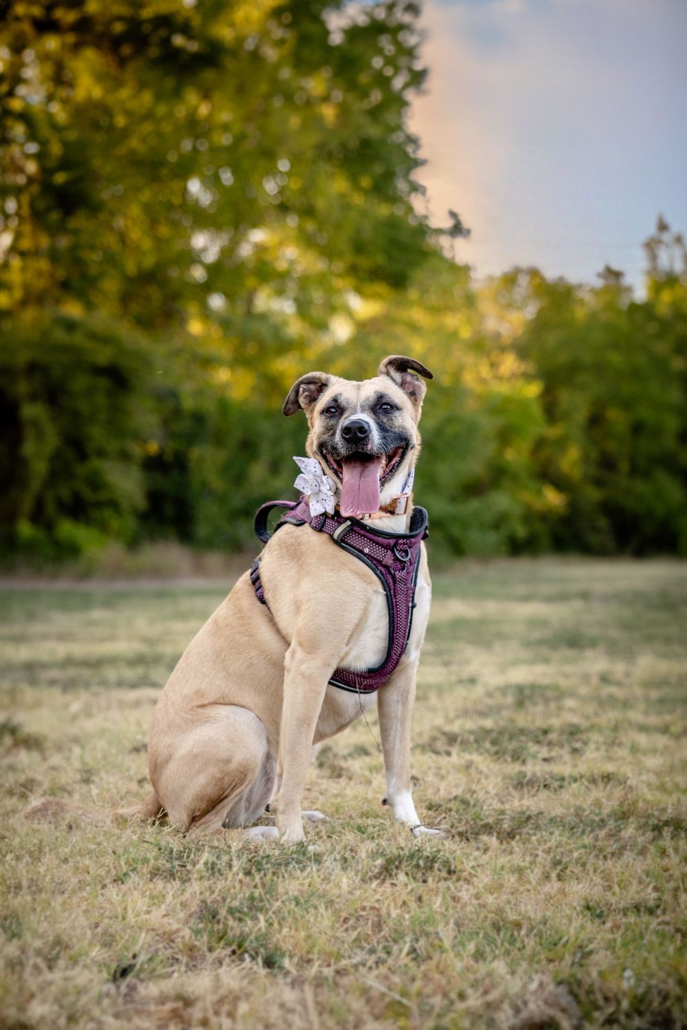 A dog in the park.