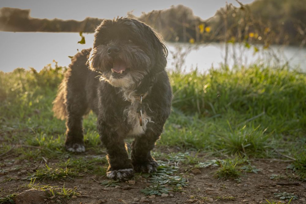 A small black dog in a field by a lake.