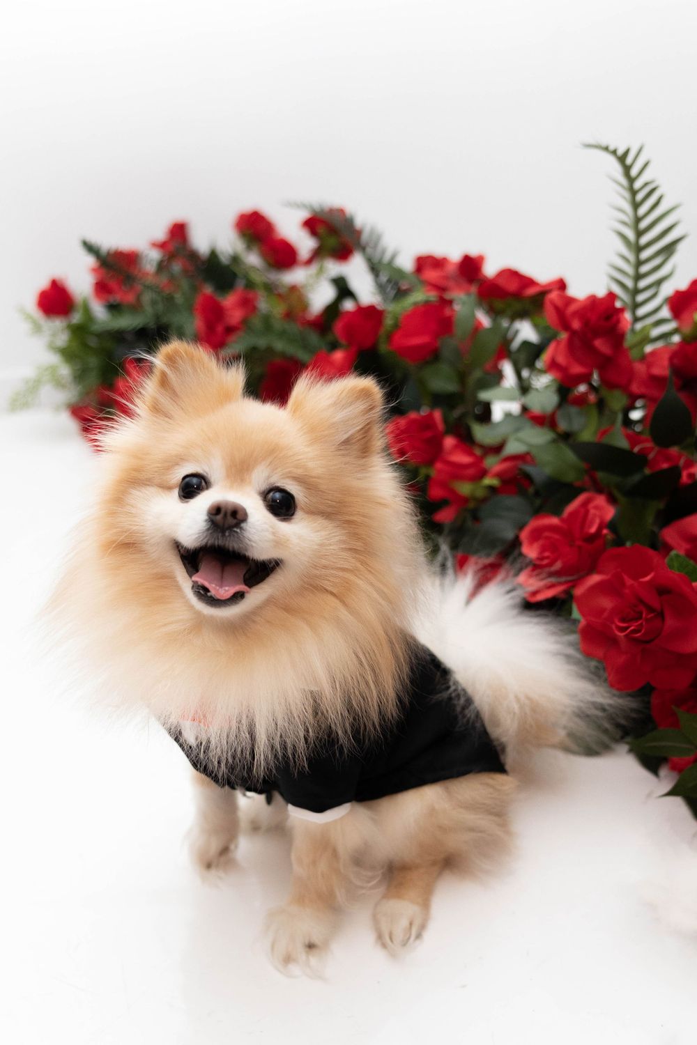 A Pomeranian surrounded by roses.