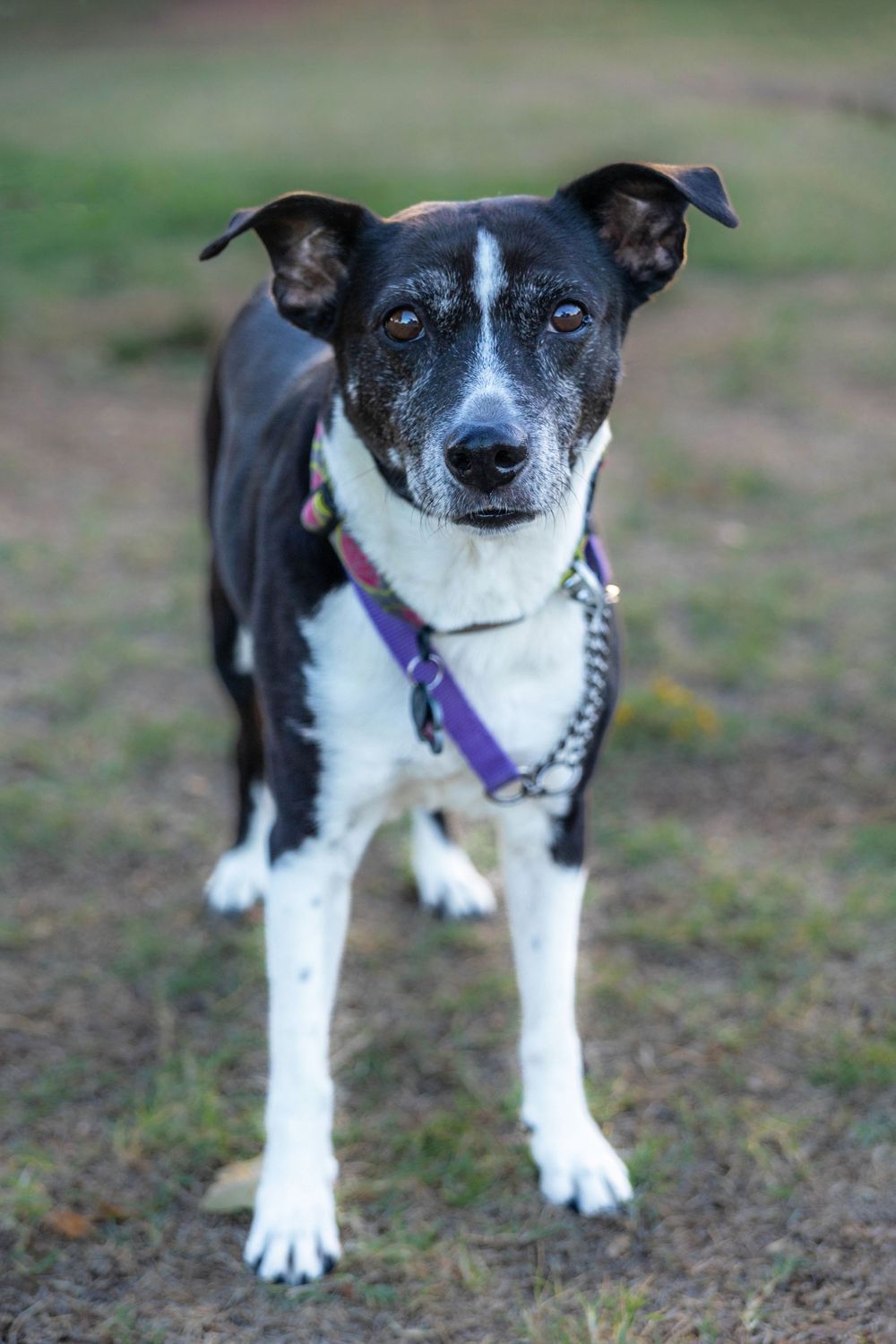A dog in the park.