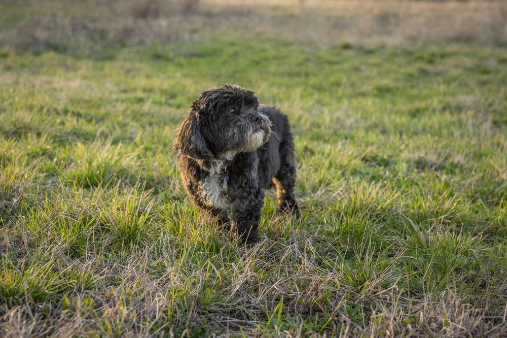 A small black dog in a field.