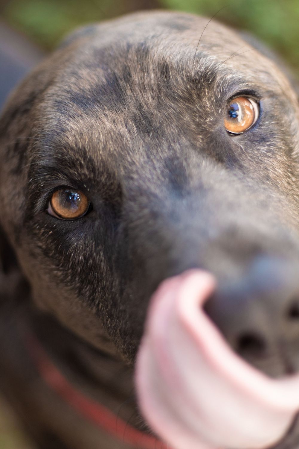 A close up of a dog and his tongue.