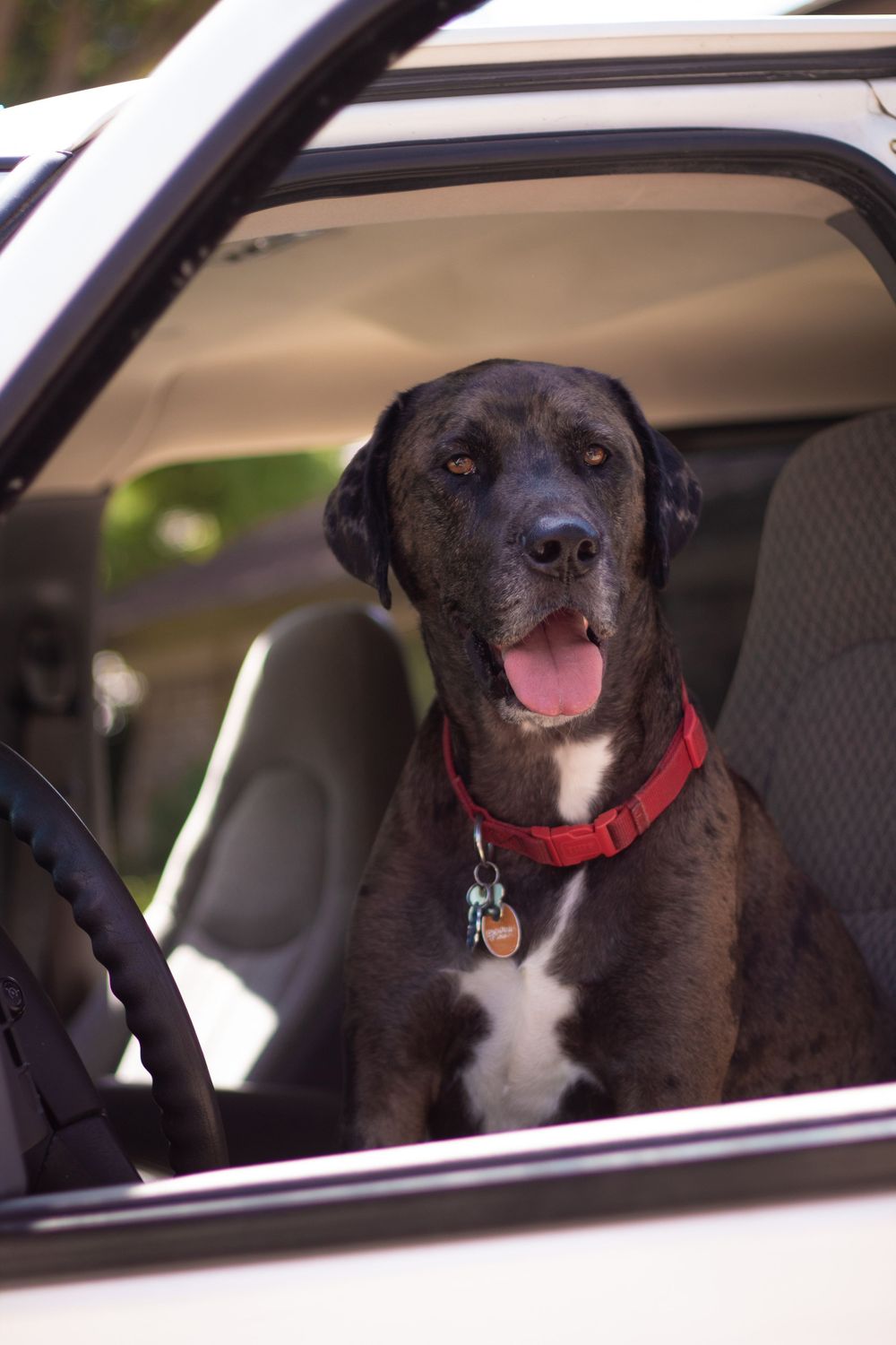 A dog sits in the driver seat of a van.