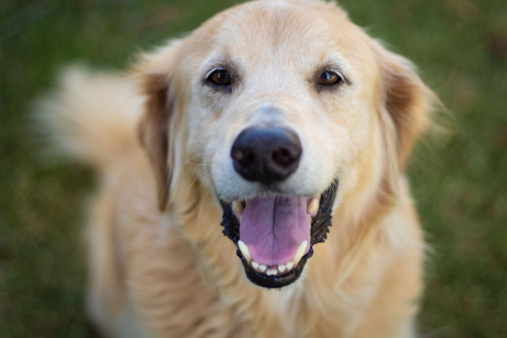A closeup of a happy Golden Retriever.
