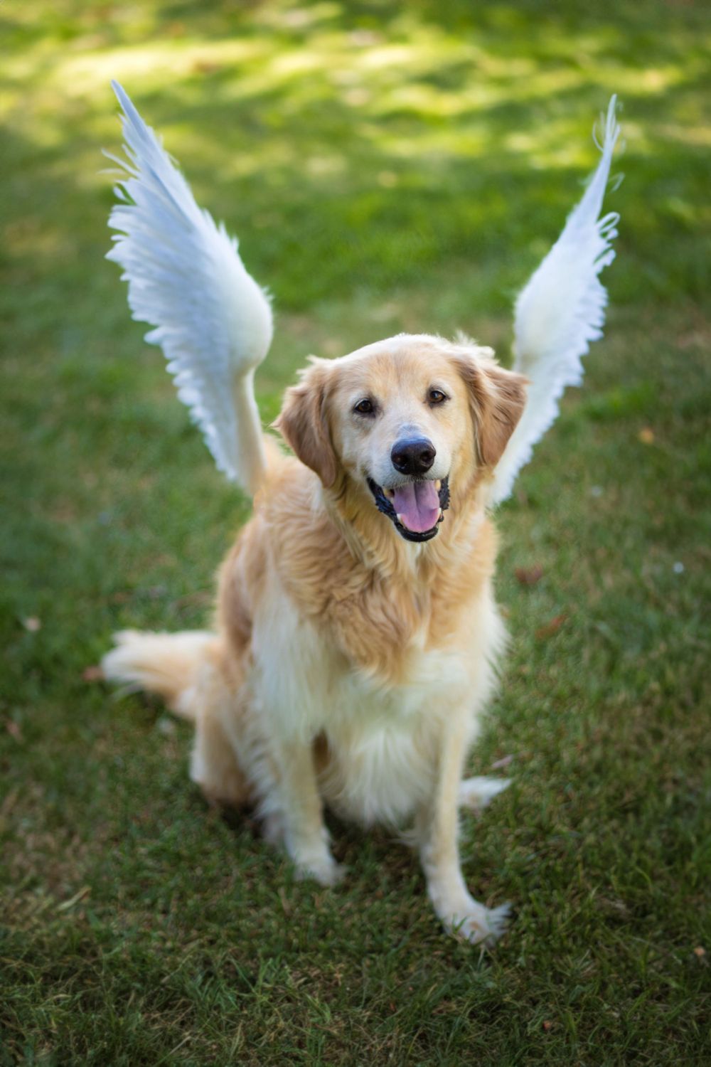 A golden retriever who has earned his angel wings.