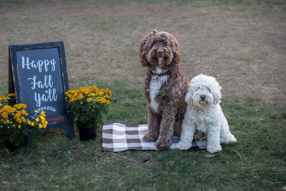Two dogs pose with a sandwich board sign and flowers.