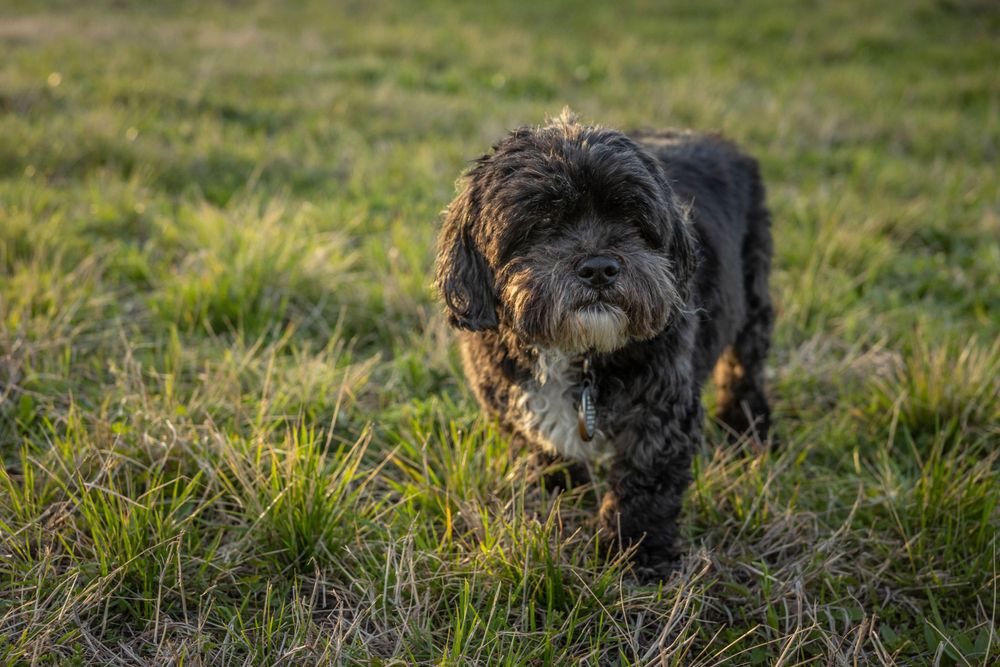 A small black dog in a field.