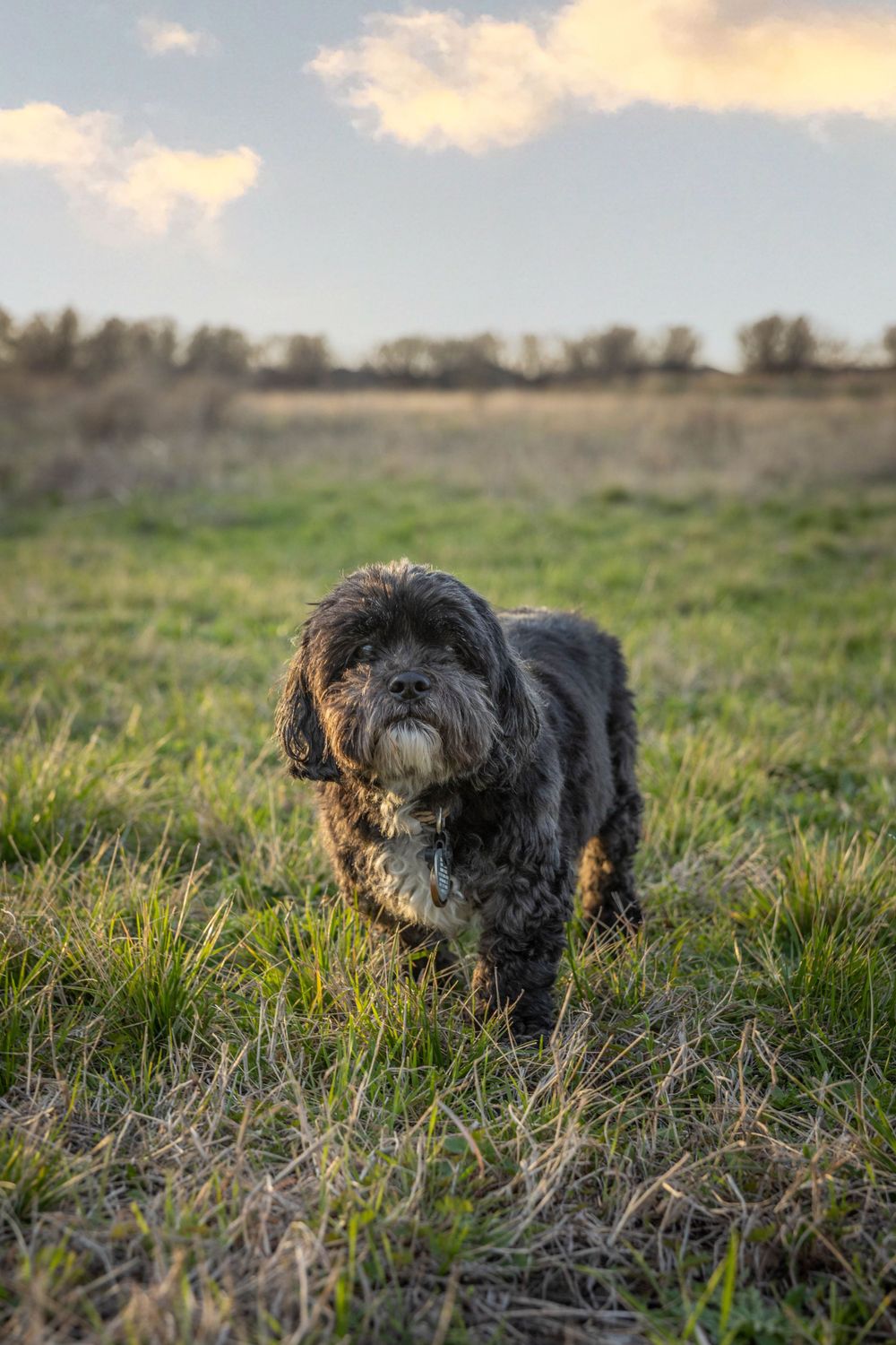A small black dog in a field.