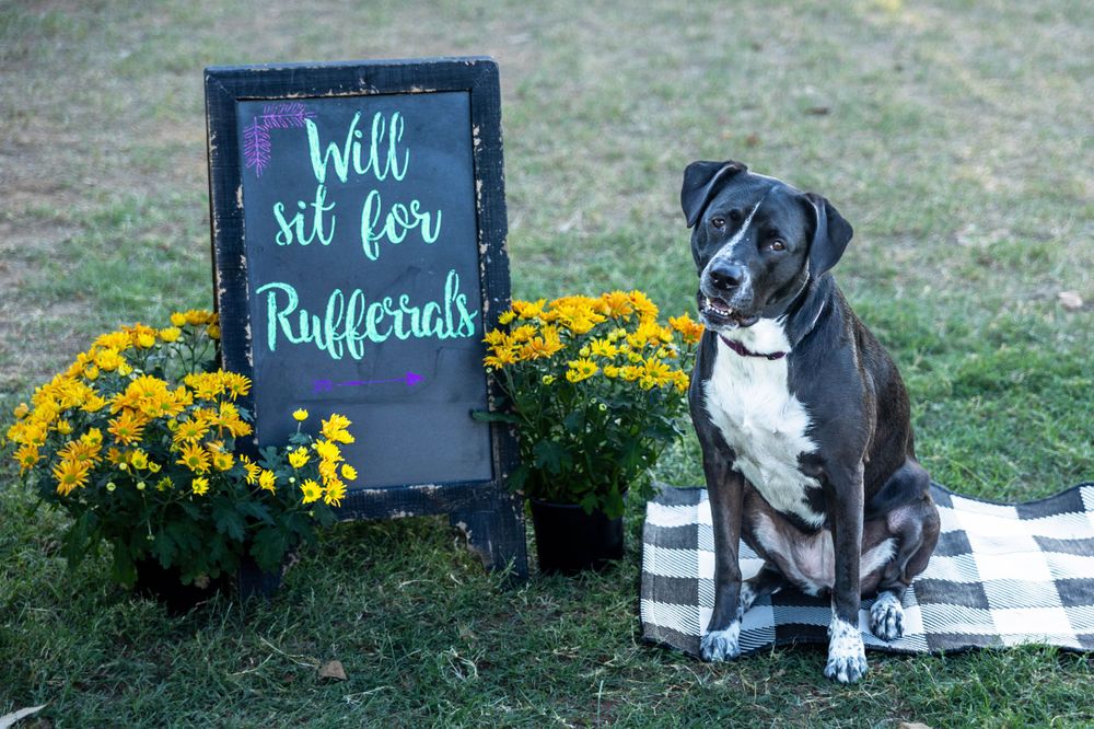 A dog poses with a sandwich board sign and flowers.