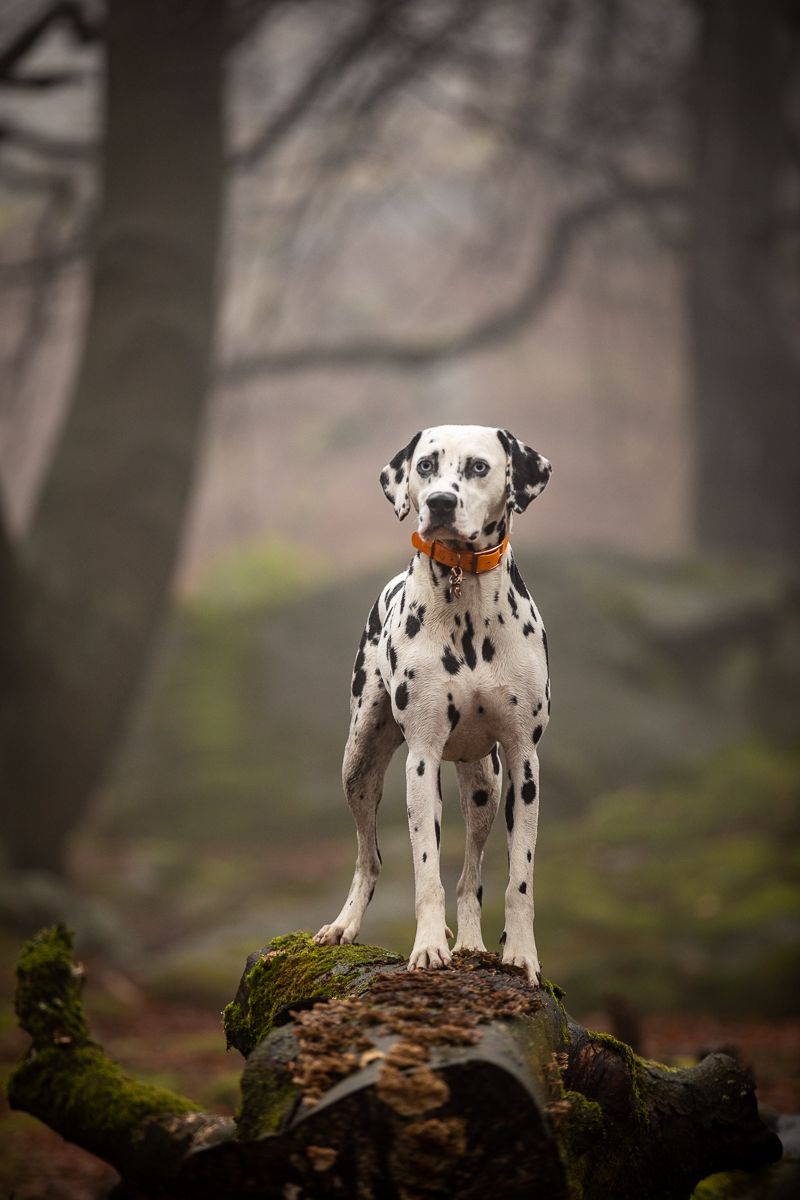 A proud Dalmatian dog stands alert on a mossy log in misty forest.
