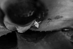 Close-up of hands exchanging wedding rings during an intimate ceremony.