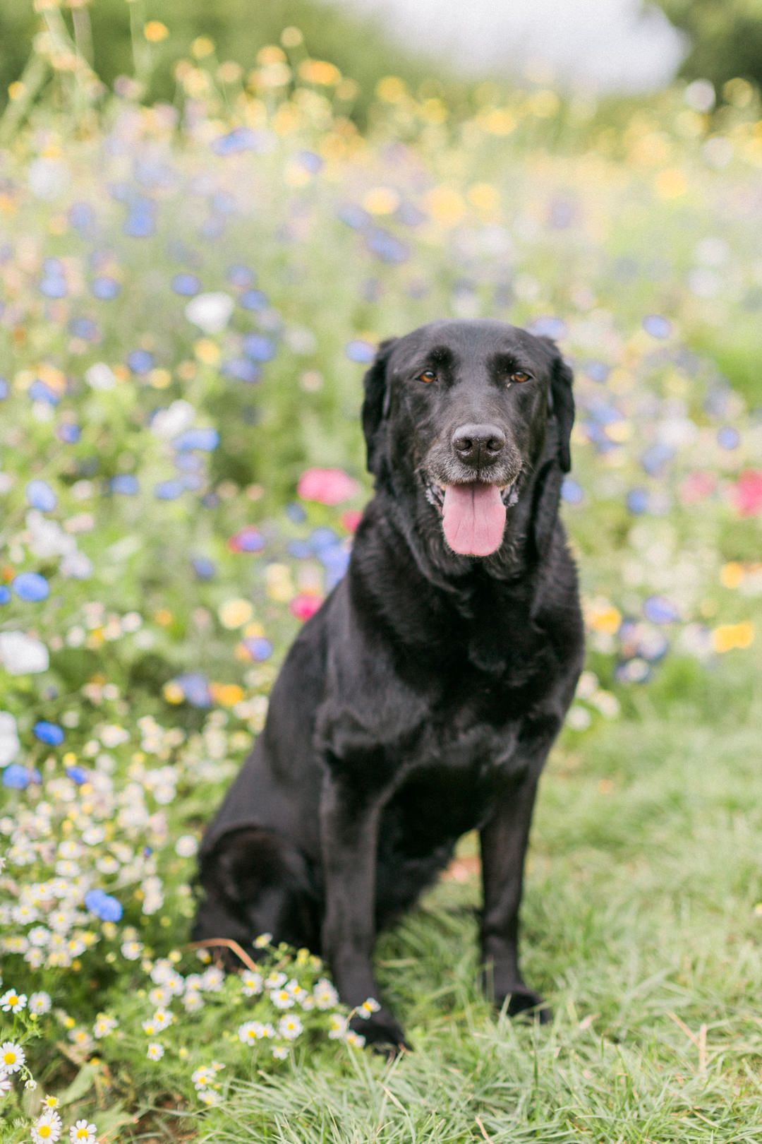 Hayley Elizabeth wedding photographer dog portrait photographer Herefordshire Cotswolds