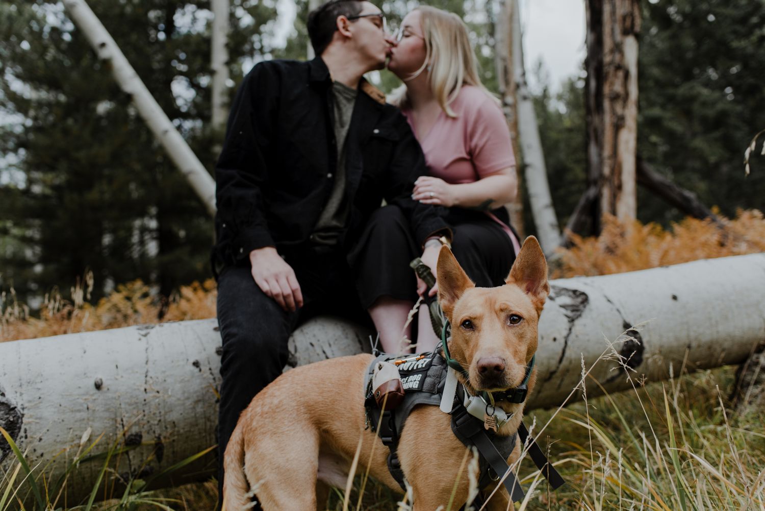 Couple sits on a fallen birch log kissing in the background while their dog looks into the camera in the foreground.