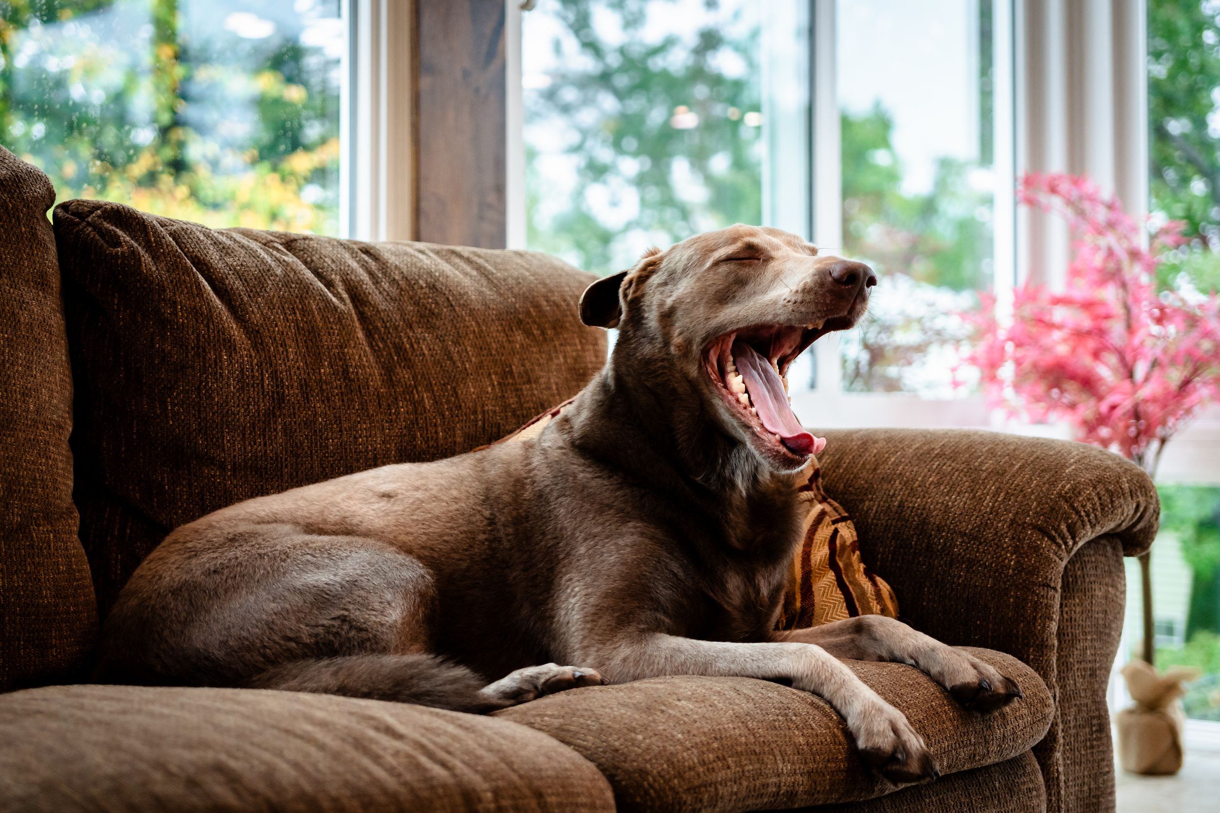 Brown dog relaxing on comfortable leather couch in sunlit room.