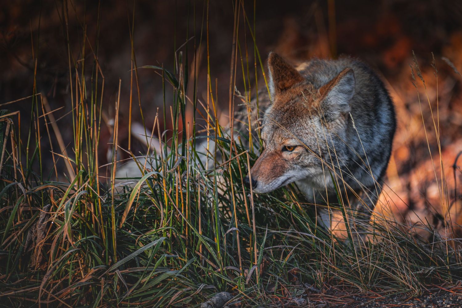 Close-up of a coyote hunting in tall grass during golden hour lighting.