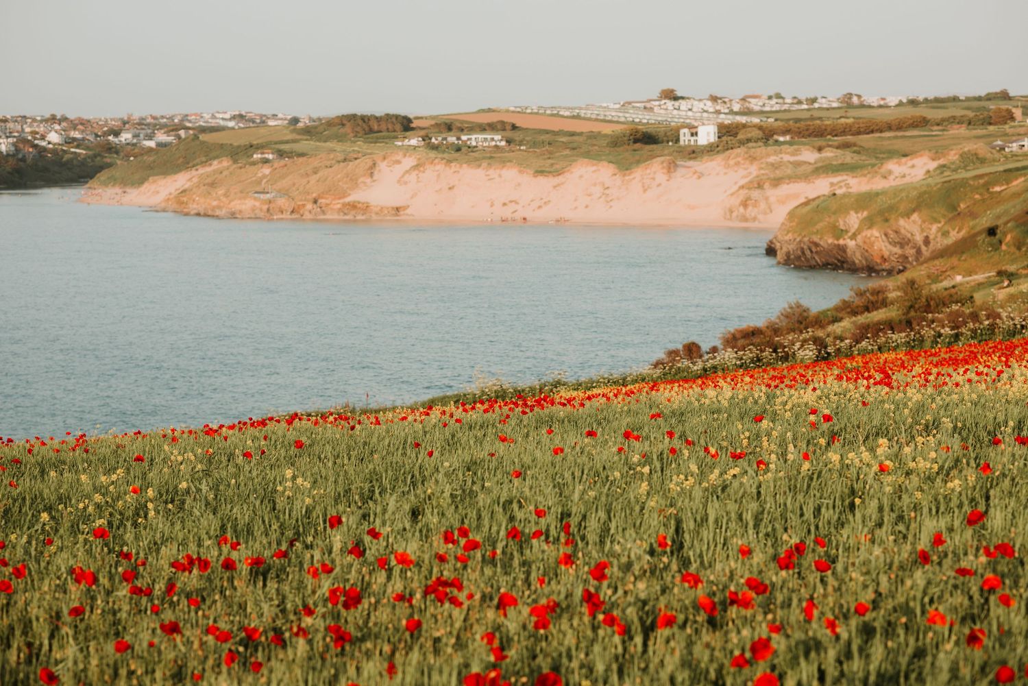 poppy field mini shoot, family session, Cornwall photoshoot, Crantock Beach, West Pentire Poppies, poppies