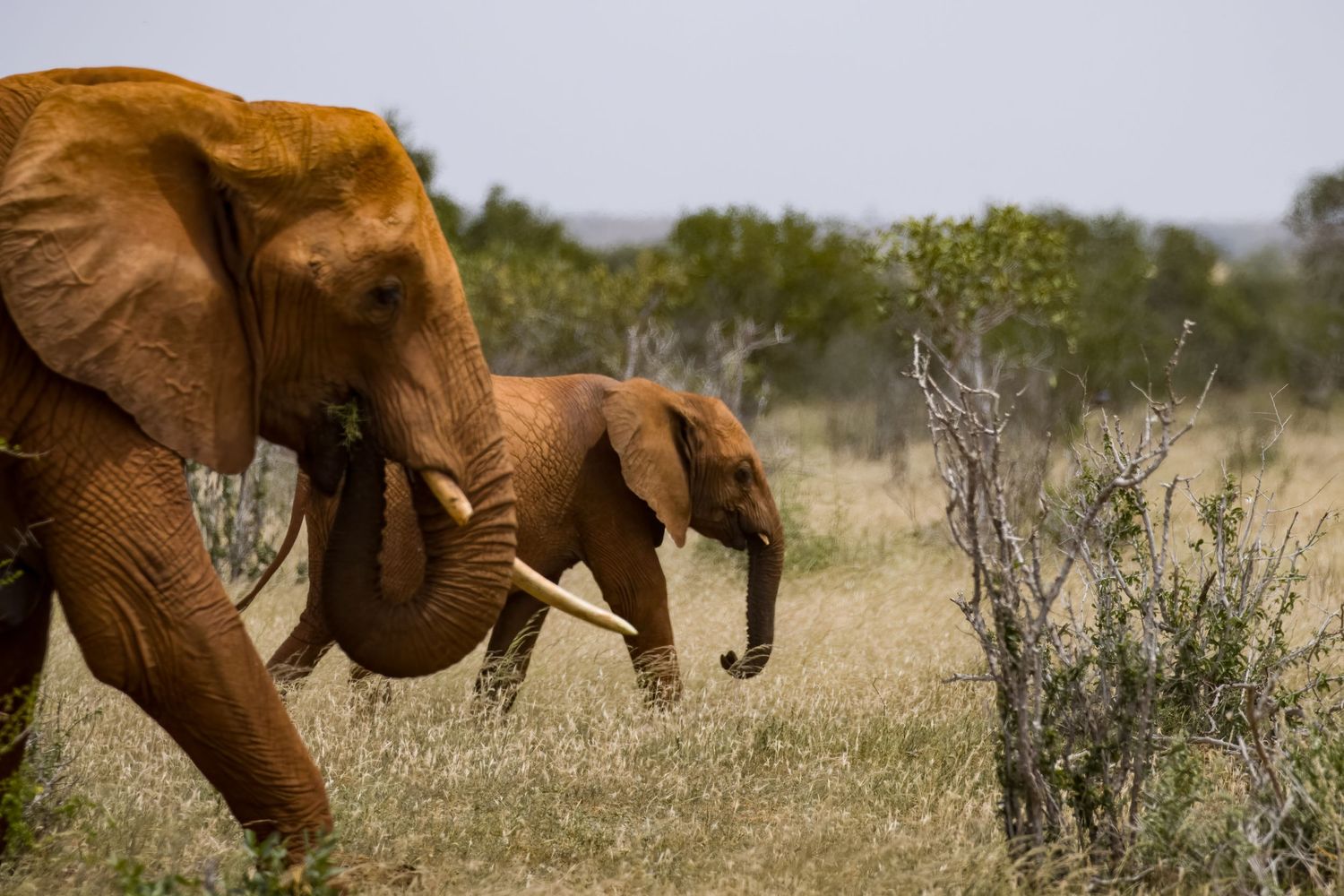 Red hued elephants grazing in Kenya's Tsavo National Park
