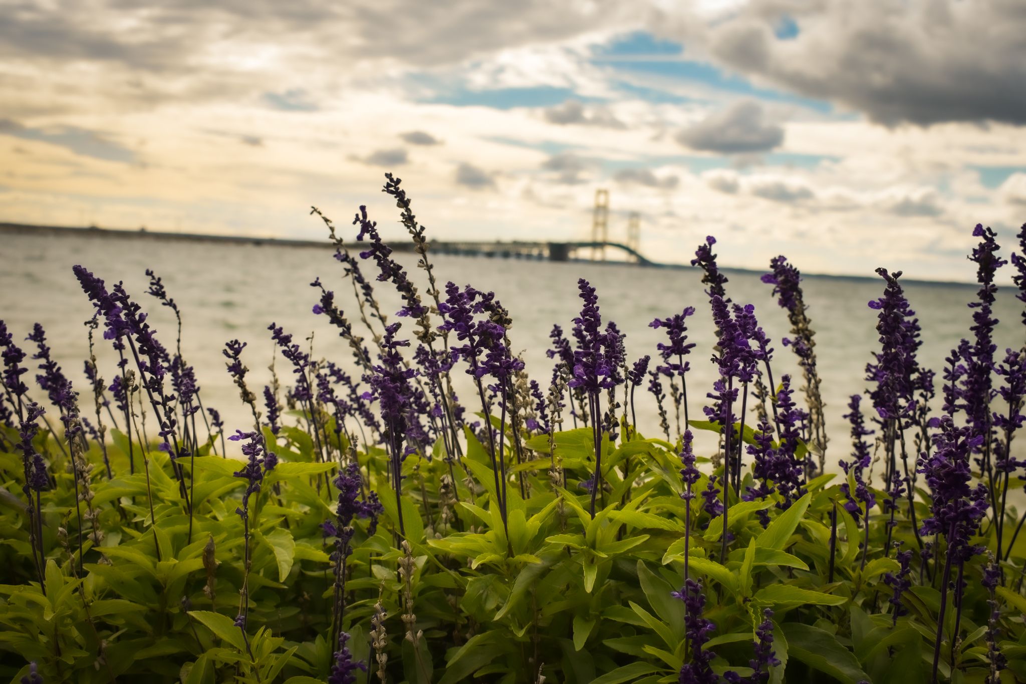 Purple wildflowers bloom along a lakeside with dramatic cloudy skies and a distant bridge in the background.