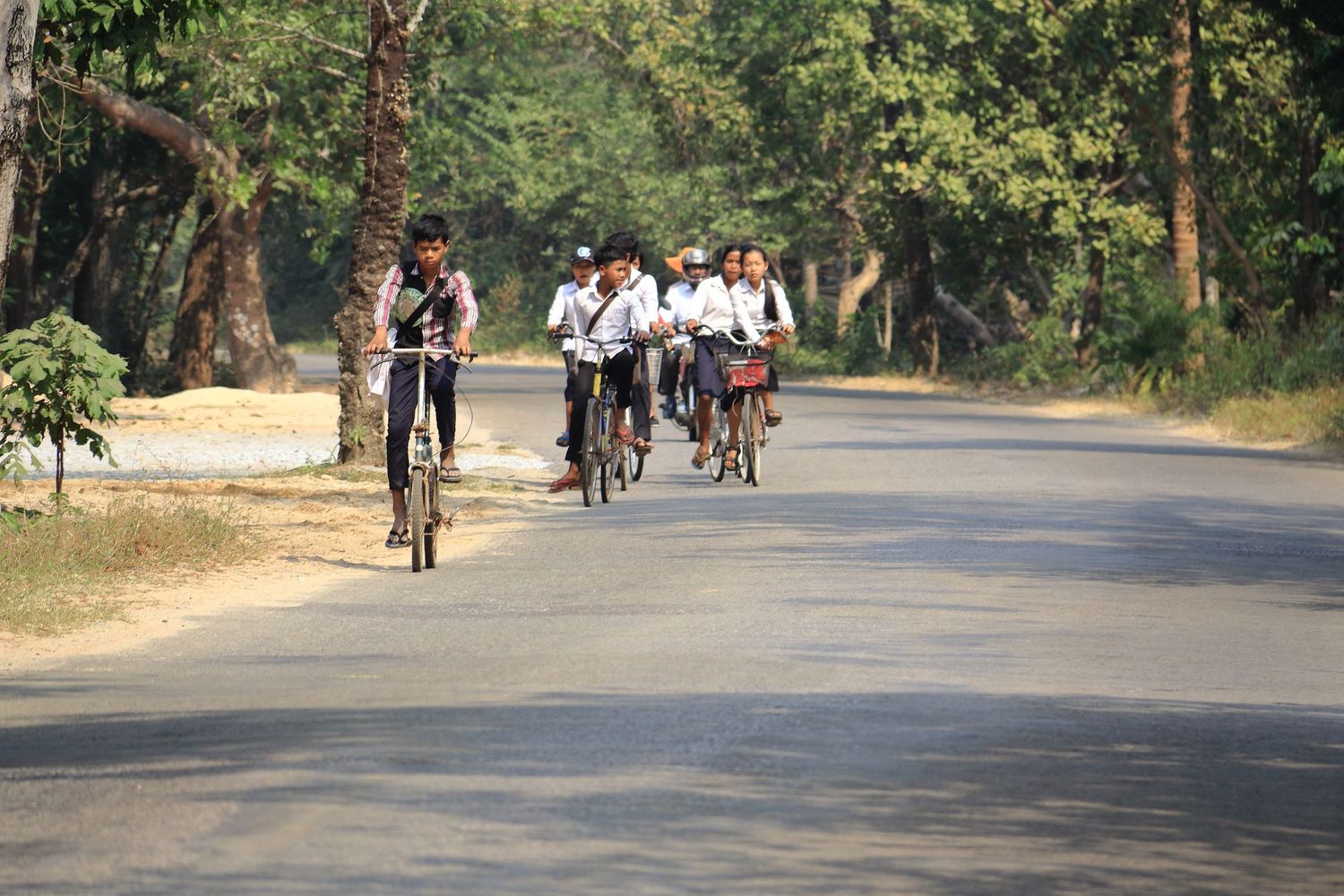 Group of cyclists riding on a tree-lined road in Angkor Archaeological Park.