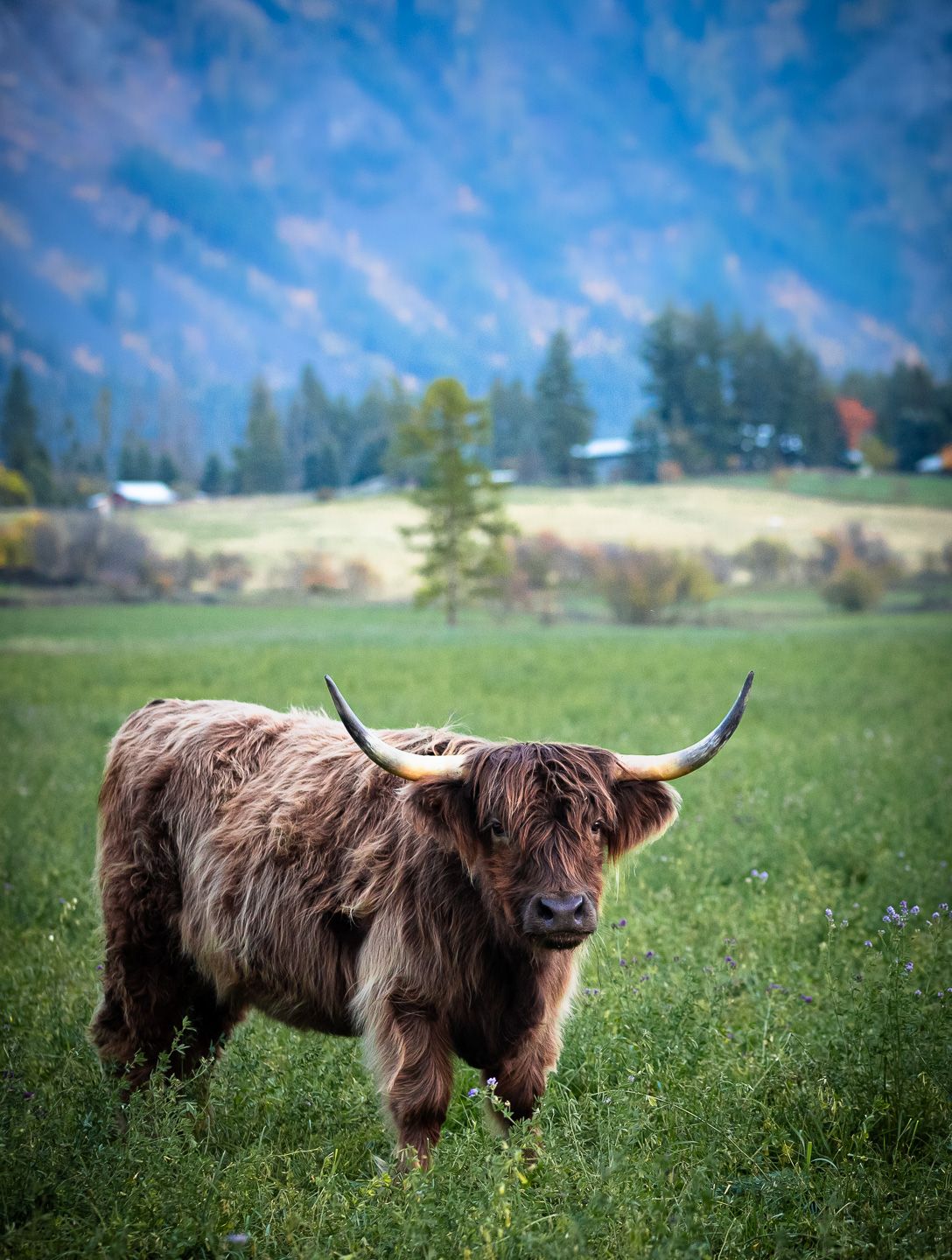 Shaggy cow with big horns standing in a green valley