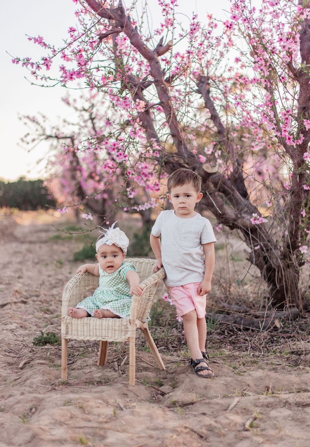 schnepf farms peach orchards