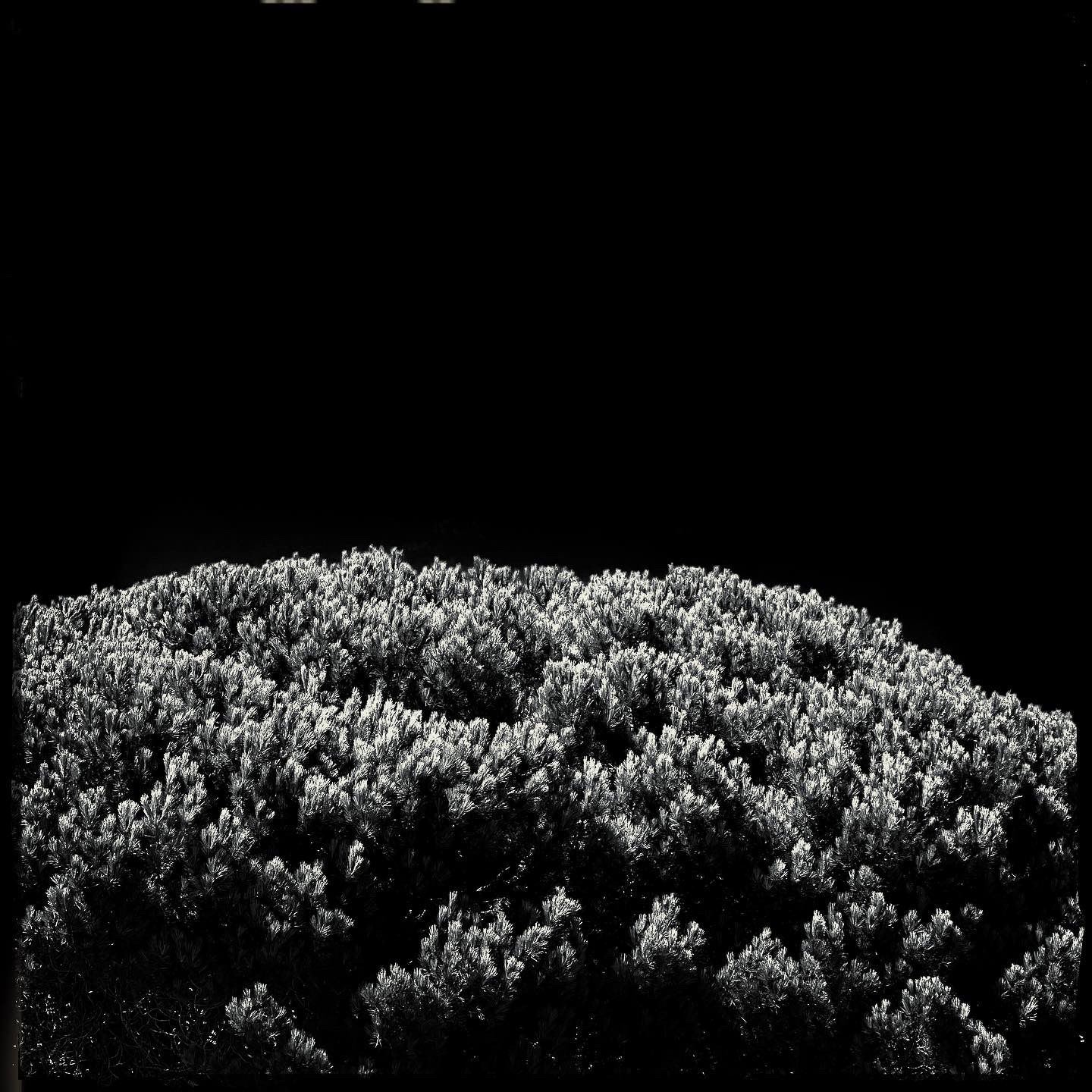 City Tree and Dark Sky (San Francisco) - Blush, black, high contrast, monochrome
