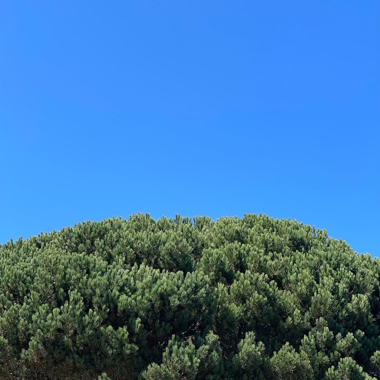 City Tree and Blue Sky (San Francisco) - Bush, highlights